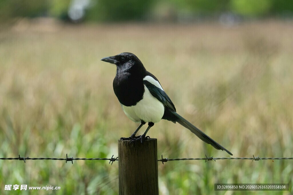 站在木桩上的黑白色鸟儿