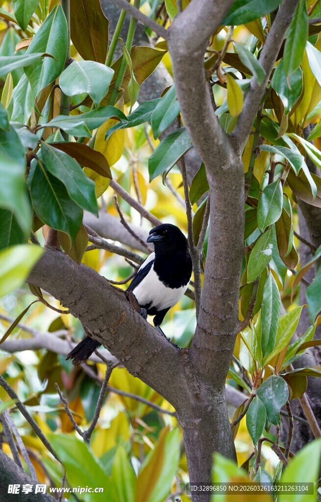 枝头黑鸟栖于绿叶间