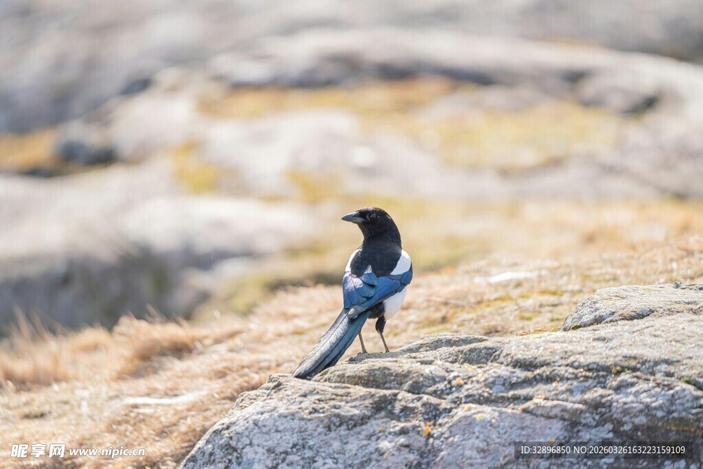 岩石上的黑白色鸟儿