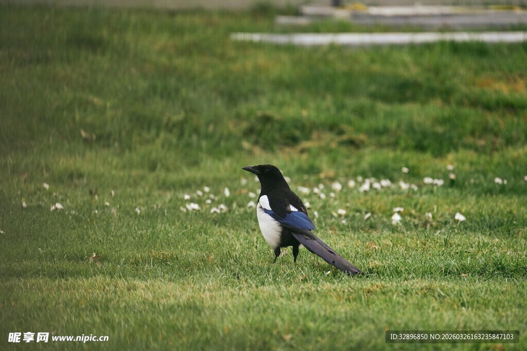 草地上的灰黑色鸟儿