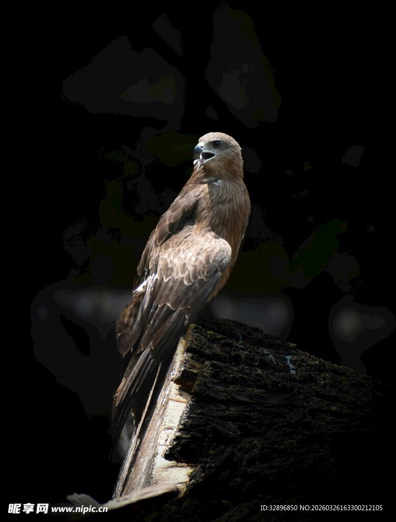 栖息枝头的雄鹰