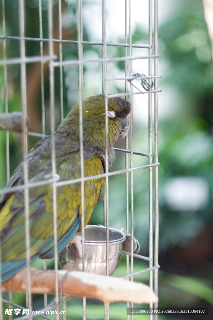 笼中鹦鹉