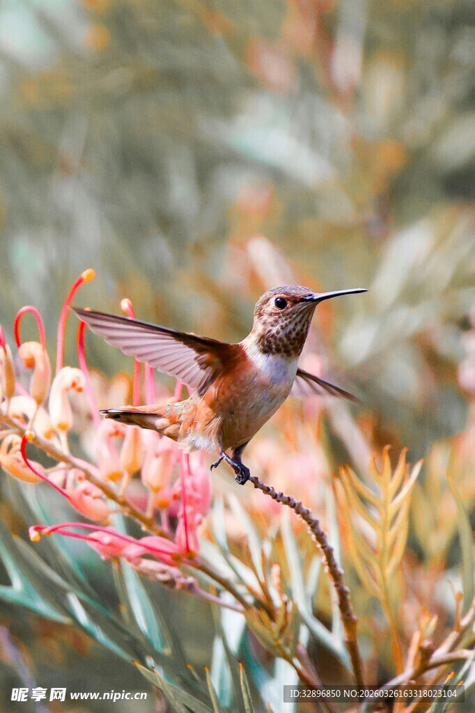 蜂鸟于花丛间轻盈飞舞