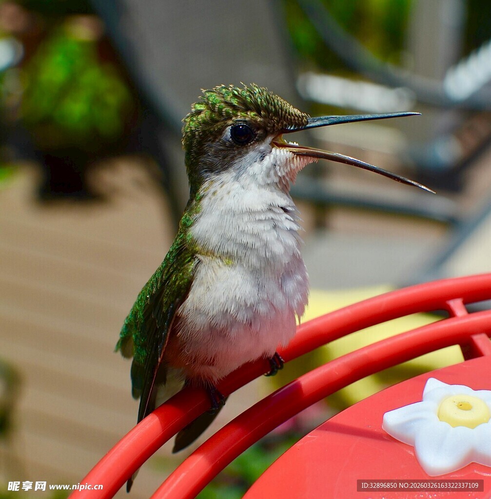 栖息于红物上的蜂鸟
