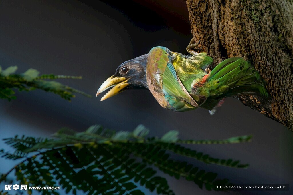 五彩巨嘴鸟藏身树干