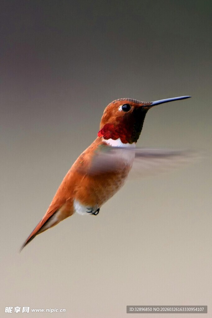 悬停的红羽蜂鸟