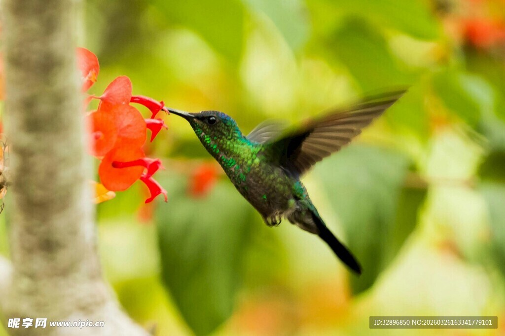 蜂鸟于花丛中振翅