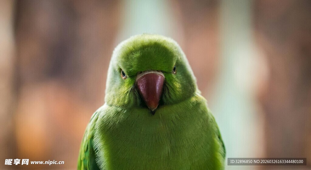 翠绿鹦鹉特写