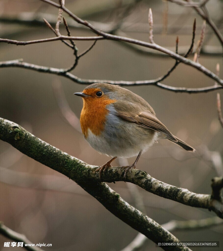 枝头栖息的橙色胸脯小鸟