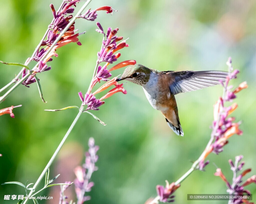 蜂鸟花间采蜜瞬间