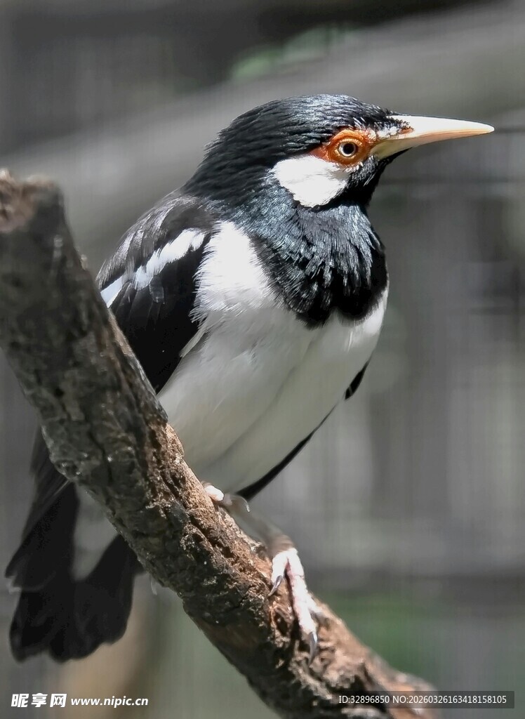 黑白相间鸟儿栖于枝头