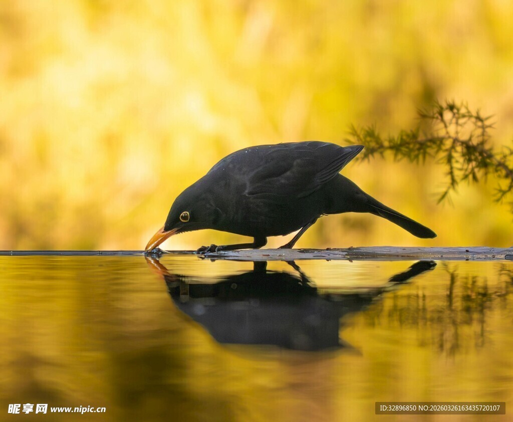 黑鸟临水低头饮水瞬间