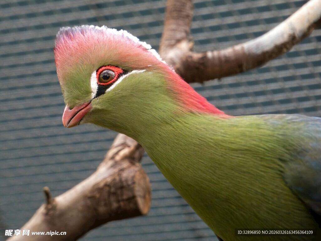 绿羽红冠鸟特写