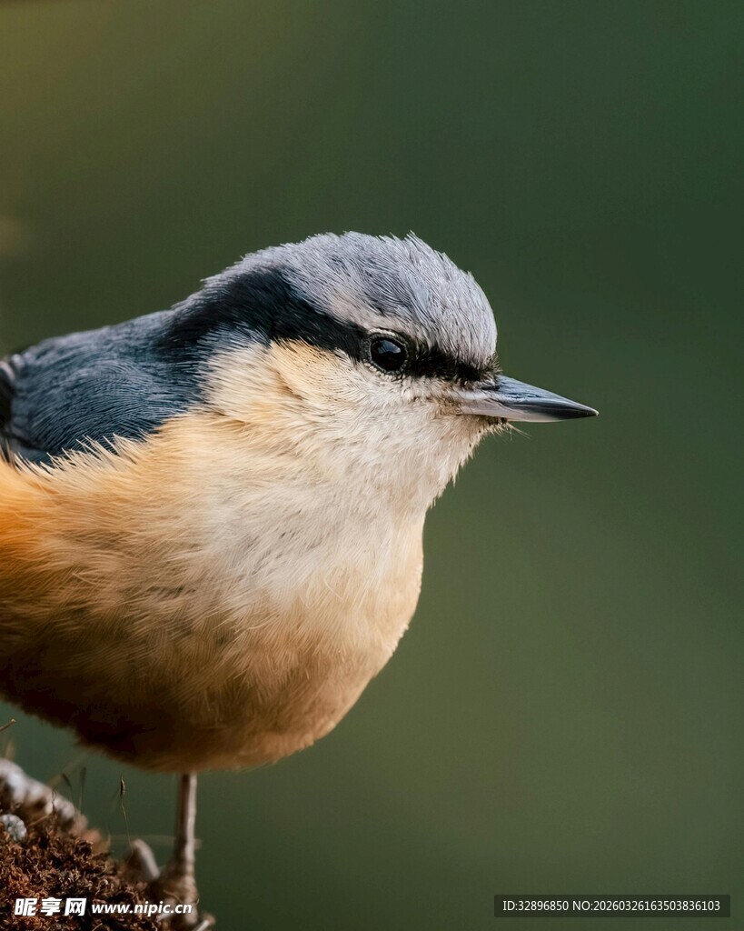 栖息枝头的五彩小鸟