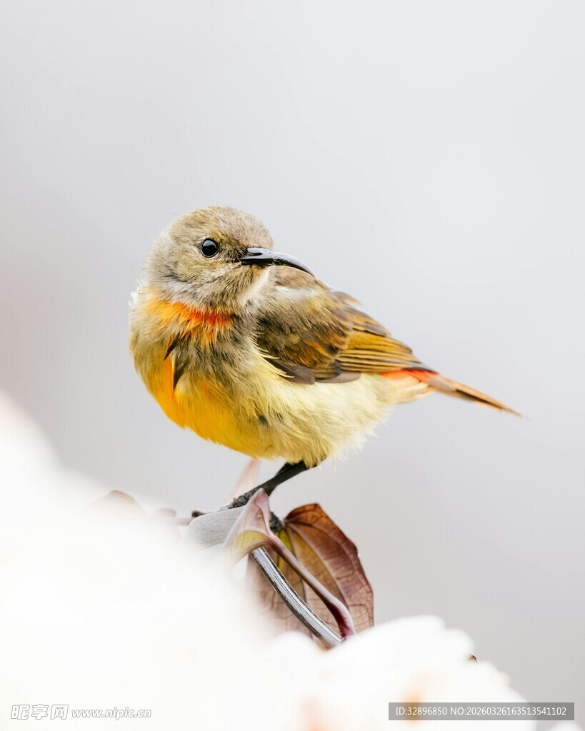 雪上栖息的多彩小鸟