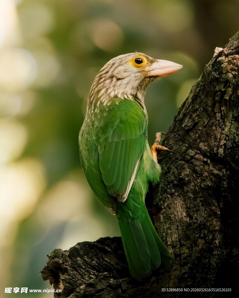 绿羽鸟栖于枝头