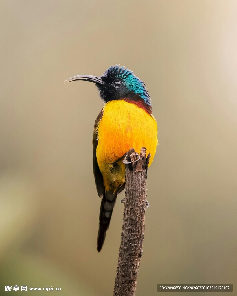 色彩艳丽的小鸟栖息枝头