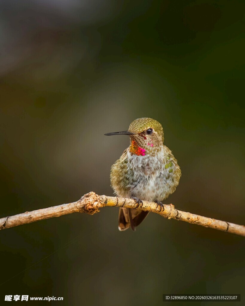 枝头彩羽蜂鸟特写