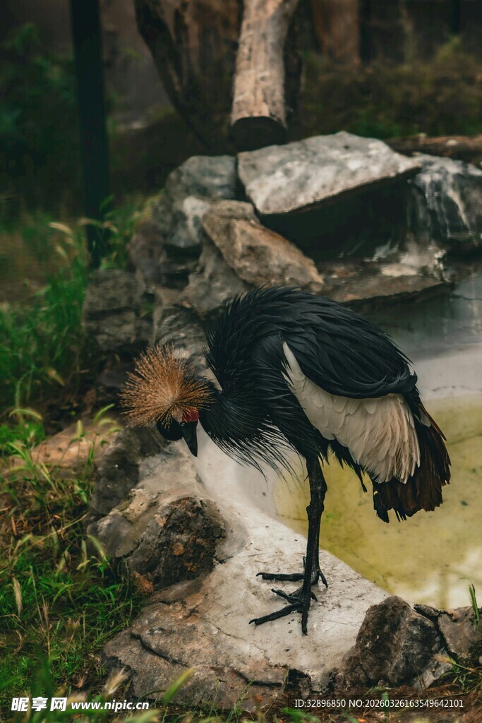 黑鹳于水边低头觅食
