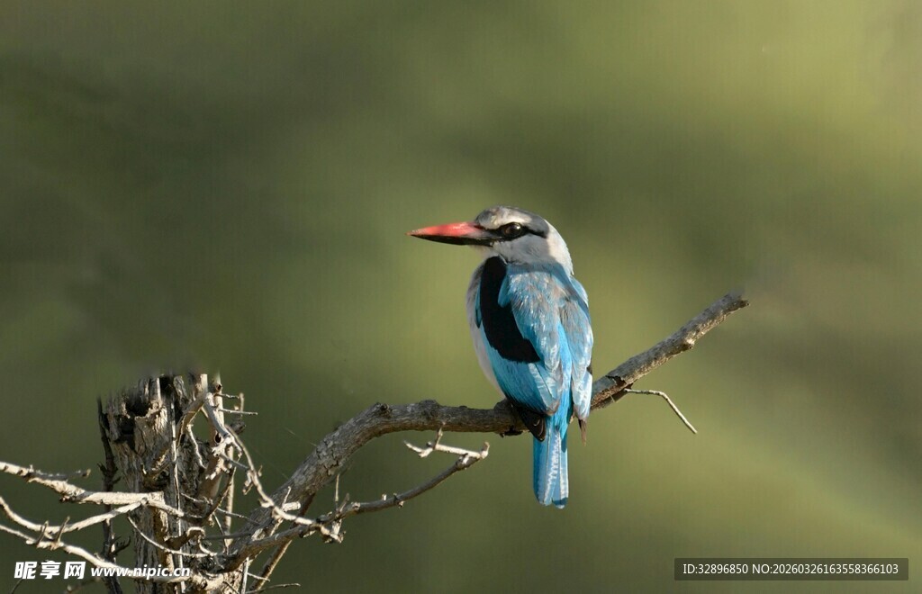 蓝羽翠鸟栖于枯树枝头