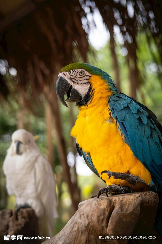 多彩鹦鹉与白色鹦鹉同框