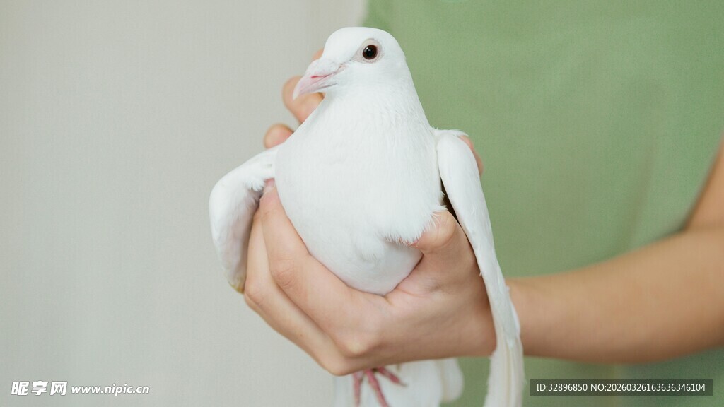 手捧白鸽
