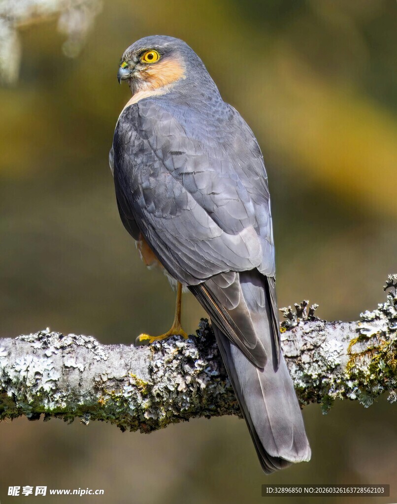 栖息枝头的灰蓝色小鸟