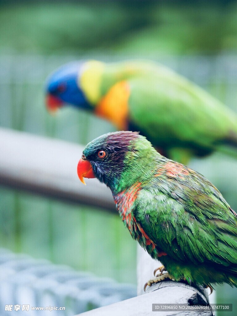 多彩鹦鹉立于栏杆