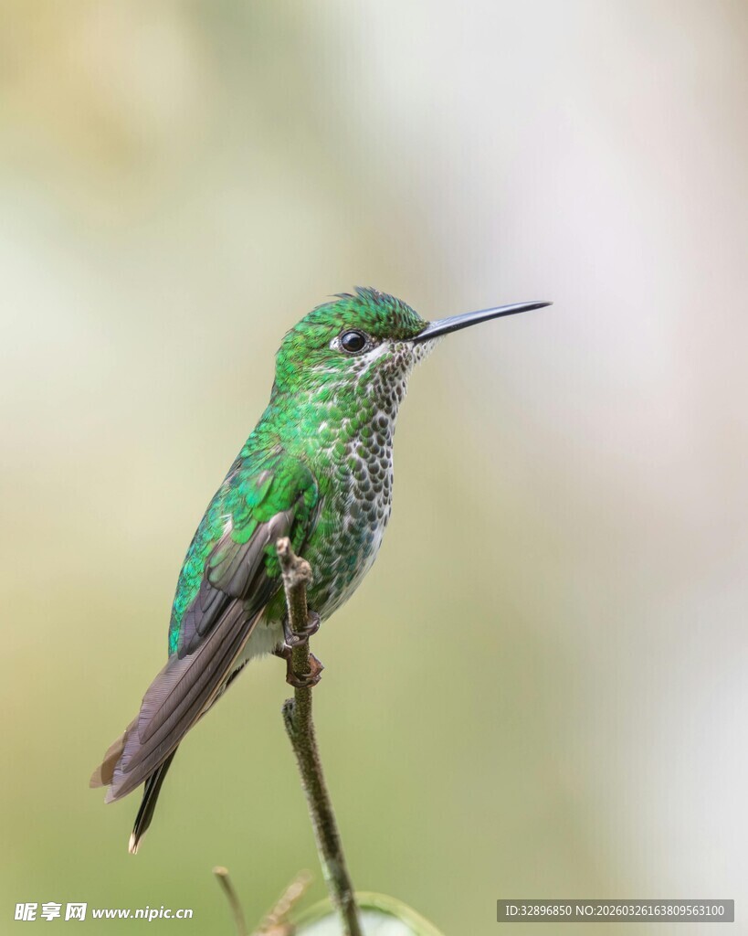 翠绿蜂鸟栖息于枝上