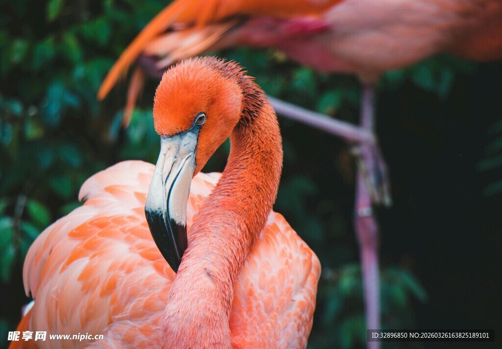 优雅火烈鸟显自然之美