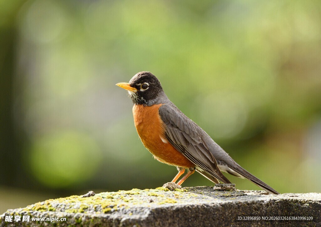 石上栖息的橙胸小鸟
