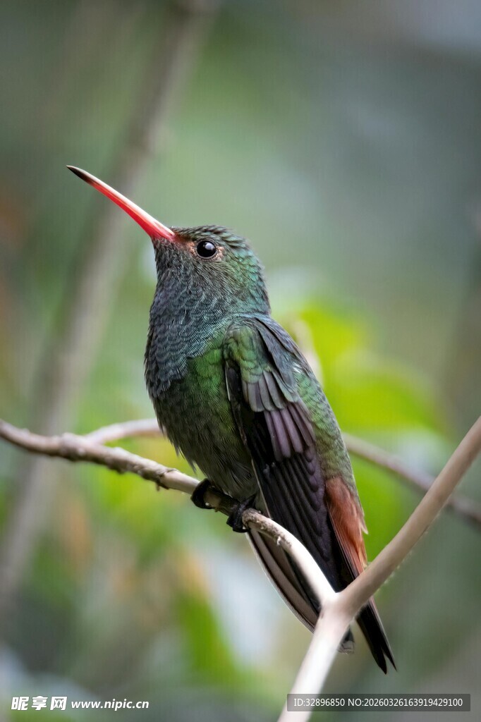 翠绿蜂鸟栖息枝头