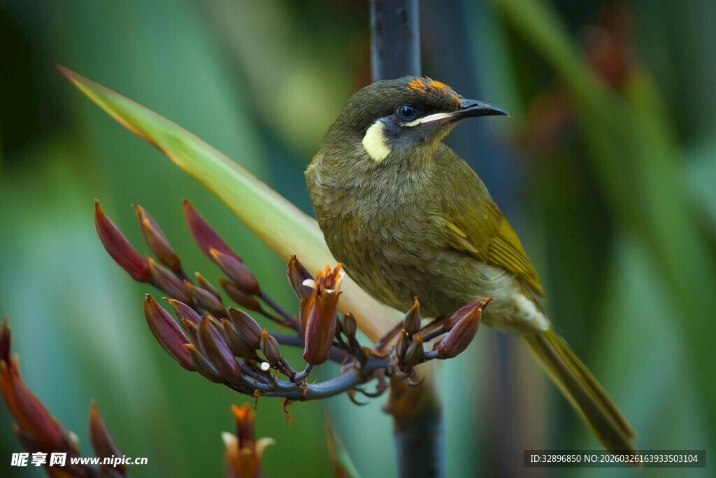 绿羽小鸟栖于红枝间