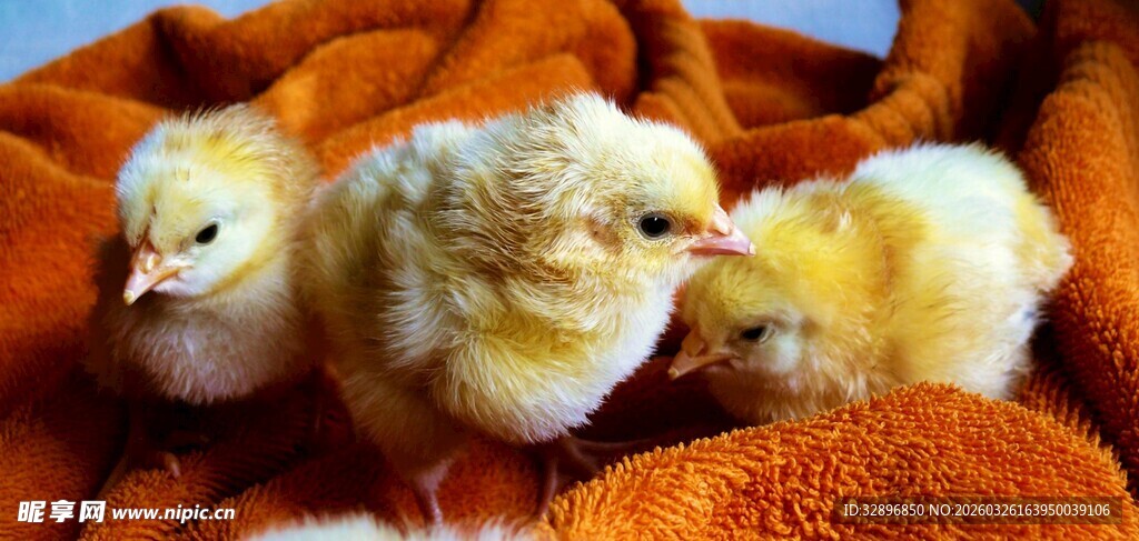 三只小黄鸡依偎在布上