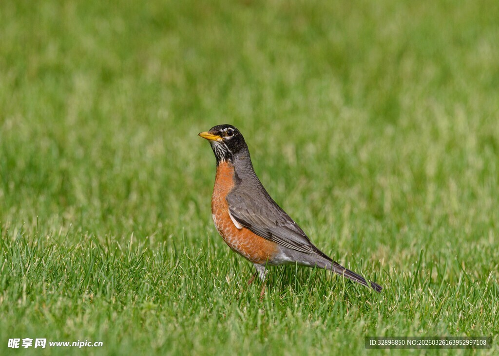 草地上的知更鸟