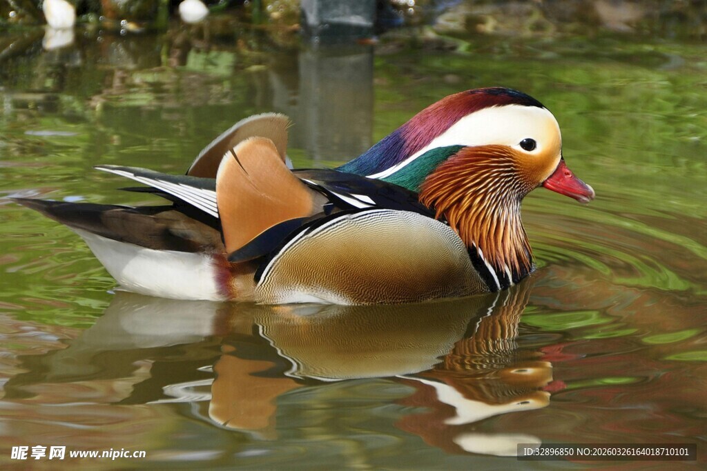 水中优雅的多彩鸳鸯