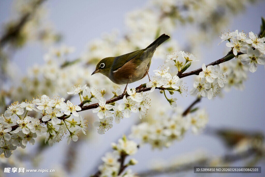 枝头小鸟赏繁花