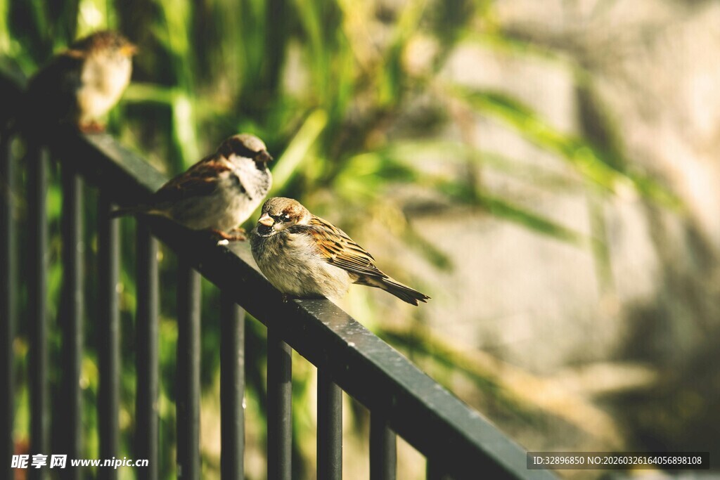 栏杆上亲昵的两只小鸟