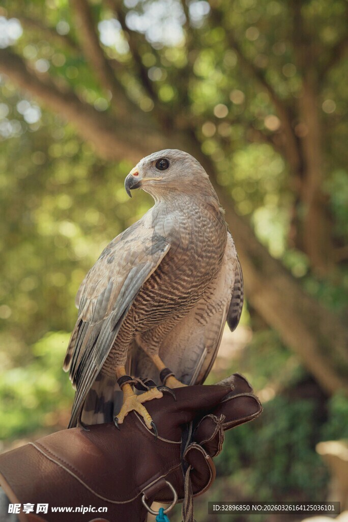鹰立于手套上的精彩瞬间