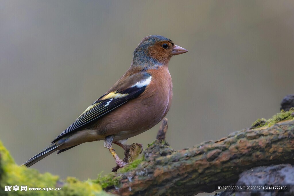 树枝上的多彩小鸟