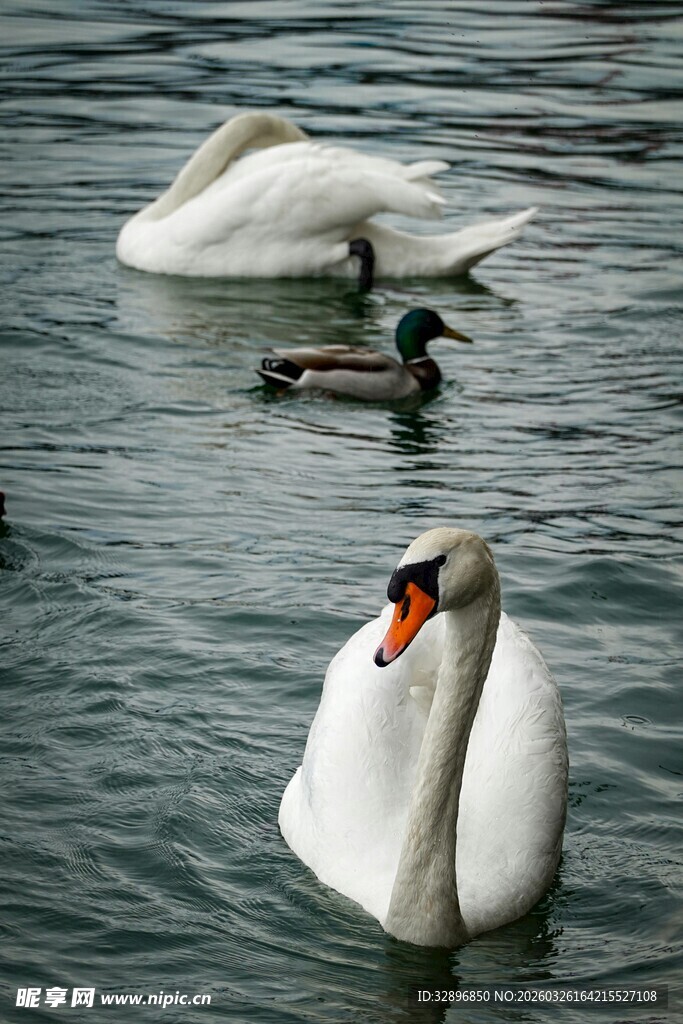 湖面上的天鹅与野鸭
