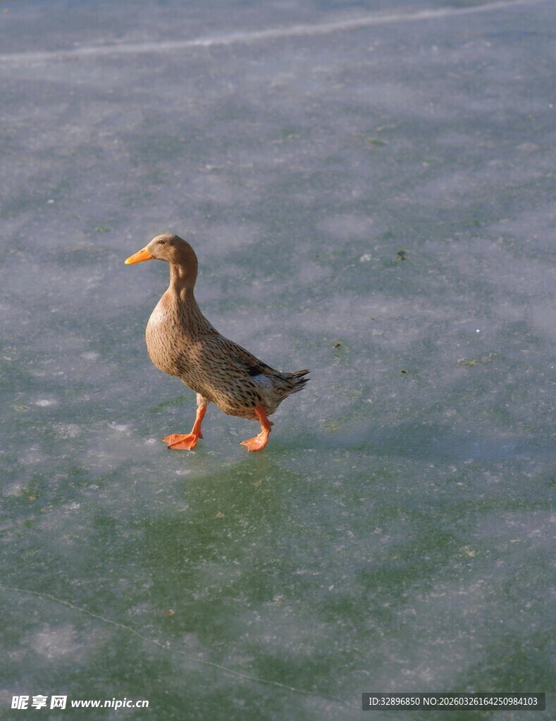 冰面漫步的鸭子