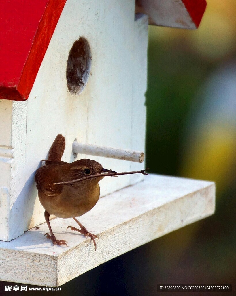 小鸟立于精致鸟舍旁