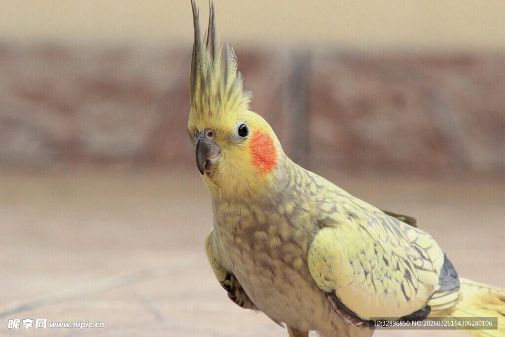 可爱玄凤鹦鹉特写