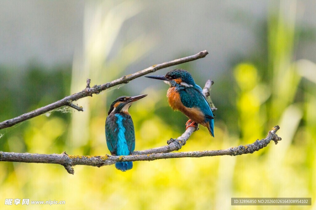 双翠鸟栖于枝头