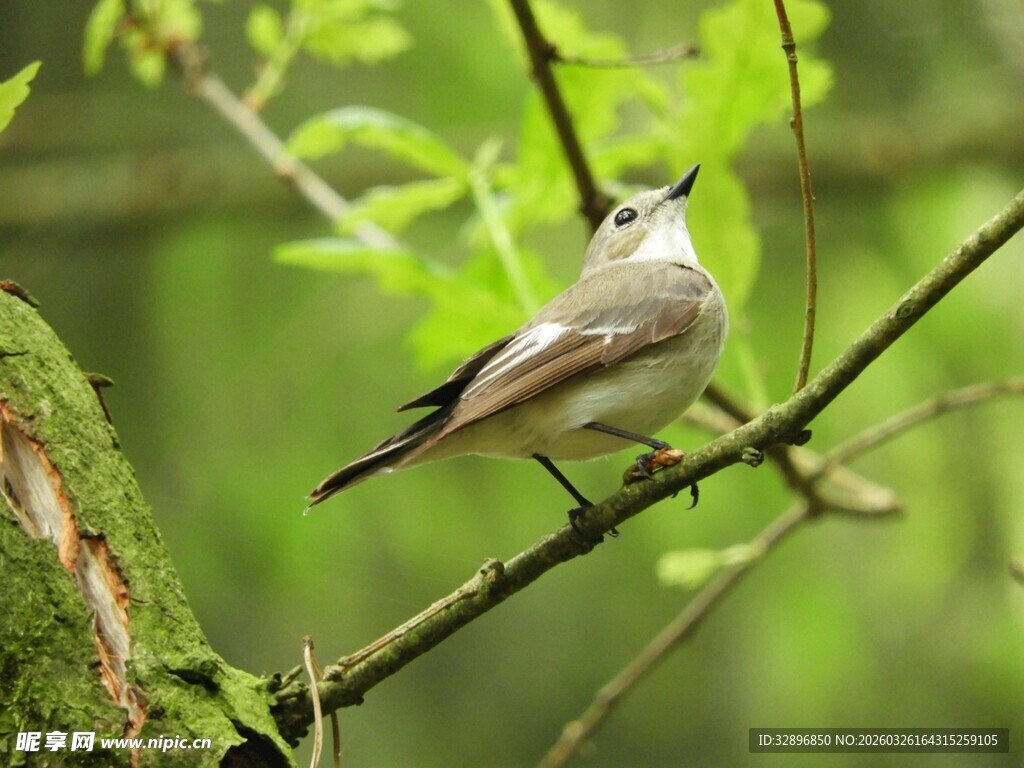 枝头小鸟绿意盎然的瞬间