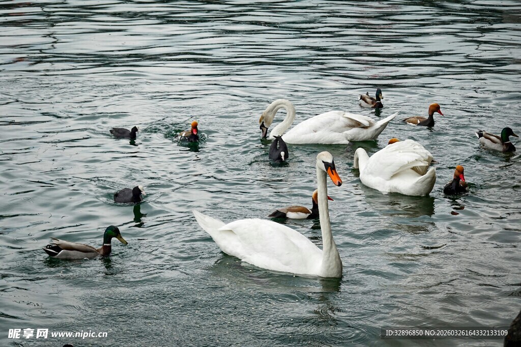 湖面上的天鹅与野鸭