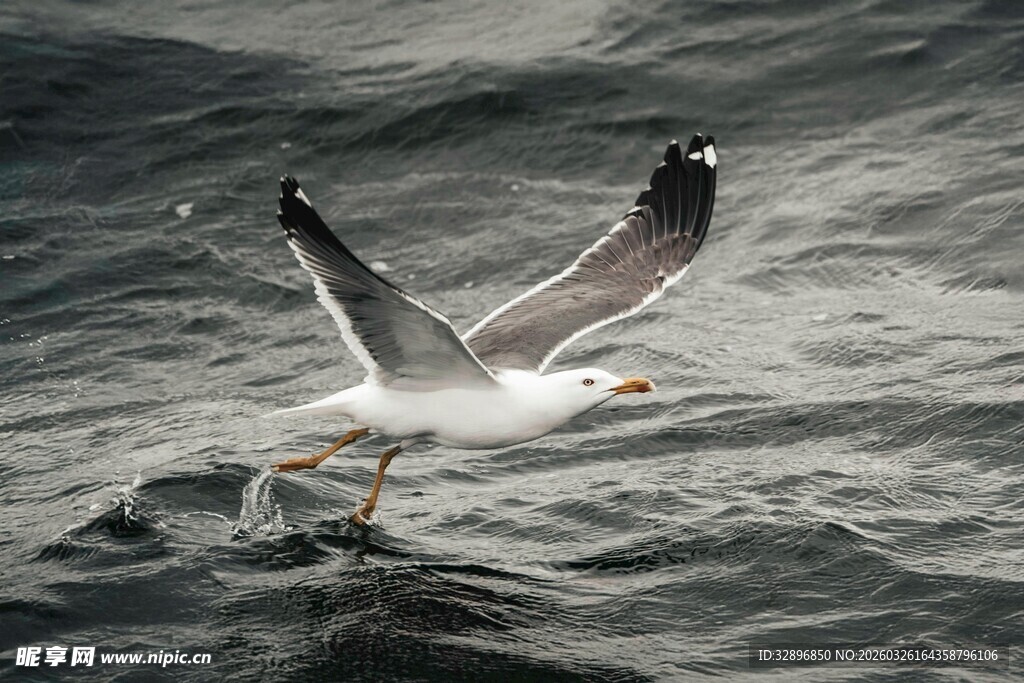 海鸥于海面展翅飞翔