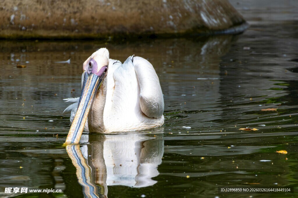 水中休憩的鹈鹕