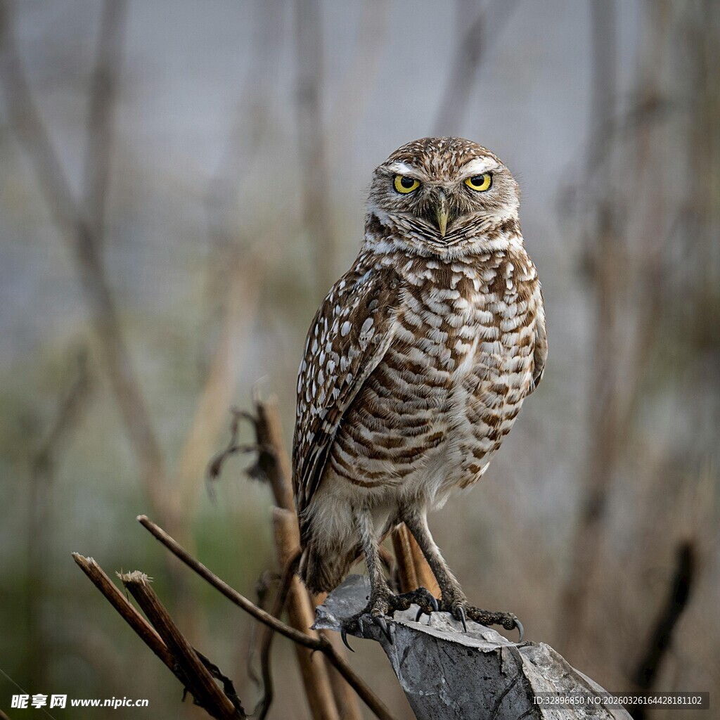 站在枝头的猫头鹰